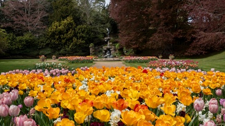 Spring Tulips
